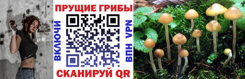Галлюциногенные грибы прущие грибы где купить Солигалич